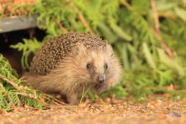 Jeż zachodni - European hedgehog