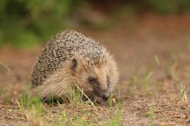 Jeż zachodni - European hedgehog