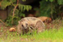 Jeż zachodni - European hedgehog