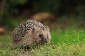 Jeż zachodni - European hedgehog
