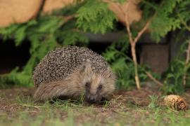 Jeż zachodni - European hedgehog