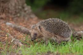 Jeż zachodni - European hedgehog