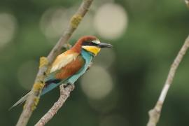 Żołna zwyczajna - European Bee-eater