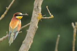 Żołna zwyczajna - European Bee-eater