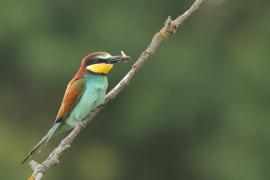 Żołna zwyczajna - European Bee-eater
