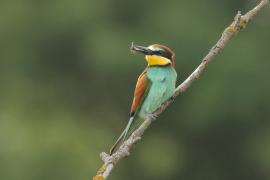 Żołna zwyczajna - European Bee-eater
