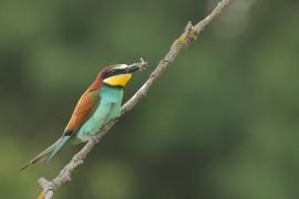 Żołna zwyczajna - European Bee-eater