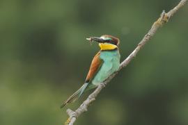 Żołna zwyczajna - European Bee-eater