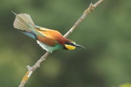 Żołna zwyczajna - European Bee-eater
