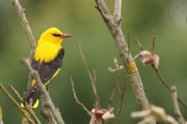 Wilga zwyczajna - Eurasian Golden-Oriole
