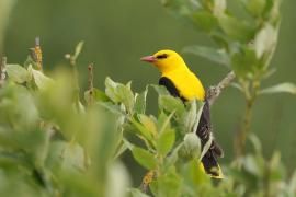 Wilga zwyczajna - Eurasian Golden-Oriole