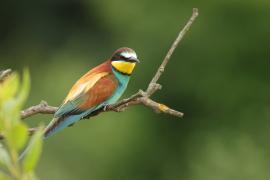 Żołna zwyczajna - European Bee-eater
