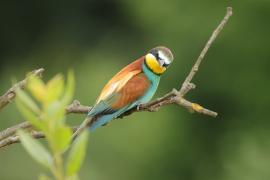 Żołna zwyczajna - European Bee-eater