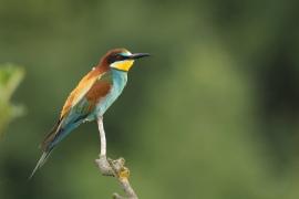 Żołna zwyczajna - European Bee-eater