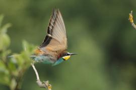 Żołna zwyczajna - European Bee-eater