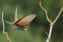 Żołna zwyczajna - European Bee-eater