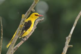 Wilga zwyczajna - Eurasian Golden-Oriole