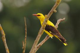 Wilga zwyczajna - Eurasian Golden-Oriole