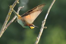Żołna zwyczajna - European Bee-eater
