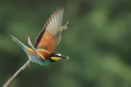 Żołna zwyczajna - European Bee-eater