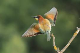 Żołna zwyczajna - European Bee-eater