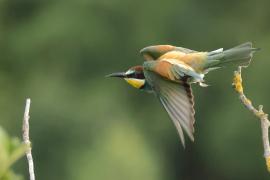 Żołna zwyczajna - European Bee-eater