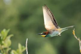 Żołna zwyczajna - European Bee-eater