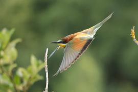 Żołna zwyczajna - European Bee-eater