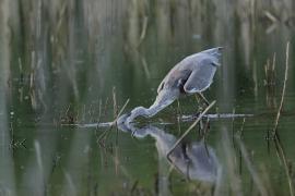 Czapla siwa -Grey Heron