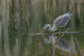 Czapla siwa -Grey Heron