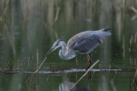 Czapla siwa -Grey Heron