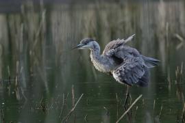 Czapla siwa -Grey Heron