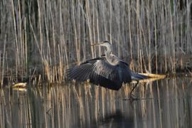 Czapla siwa -Grey Heron