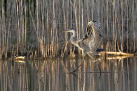 Czapla siwa -Grey Heron