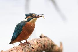Zimorodek zwyczajny - Common Kingfisher