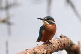 Zimorodek zwyczajny - Common Kingfisher