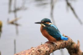 Zimorodek zwyczajny - Common Kingfisher