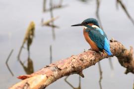Zimorodek zwyczajny - Common Kingfisher