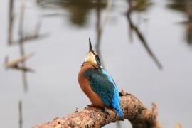 Zimorodek zwyczajny - Common Kingfisher
