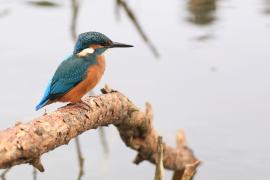 Zimorodek zwyczajny - Common Kingfisher