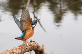 Zimorodek zwyczajny - Common Kingfisher