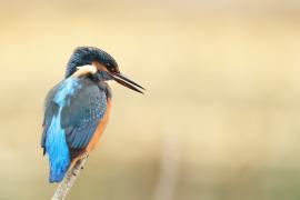 Zimorodek zwyczajny - Common Kingfisher