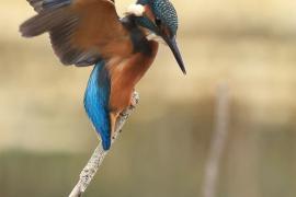 Zimorodek zwyczajny - Common Kingfisher