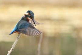 Zimorodek zwyczajny - Common Kingfisher