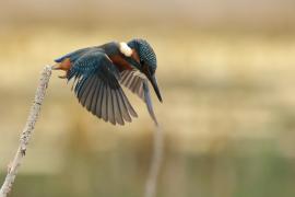 Zimorodek zwyczajny - Common Kingfisher