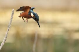Zimorodek zwyczajny - Common Kingfisher