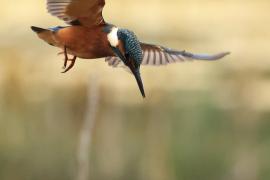 Zimorodek zwyczajny - Common Kingfisher