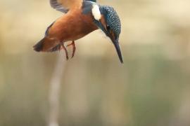 Zimorodek zwyczajny - Common Kingfisher