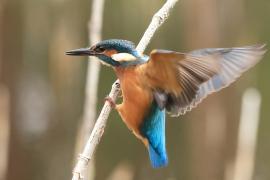 Zimorodek zwyczajny - Common Kingfisher