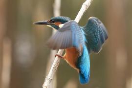 Zimorodek zwyczajny - Common Kingfisher